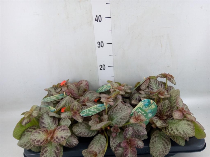 <h4>Episcia cupreata 'Tierra Plata'</h4>