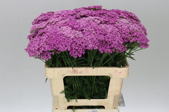 Achillea Cherry