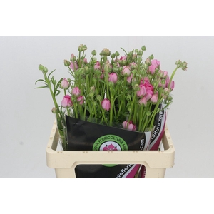 Ranunculus Moderna Dolce