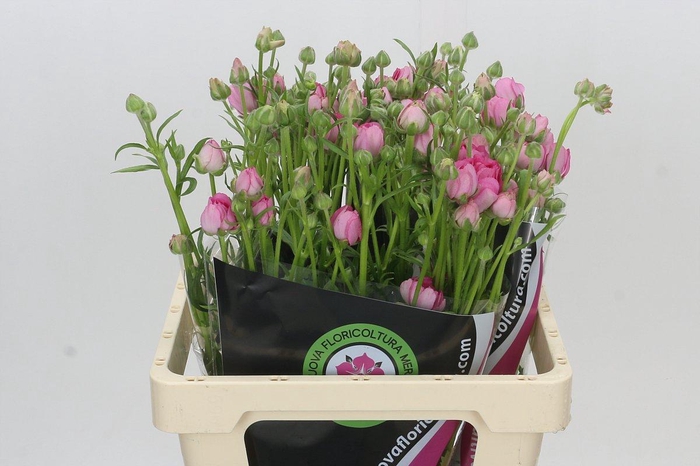 <h4>Ranunculus Natura Moderna Dolce</h4>