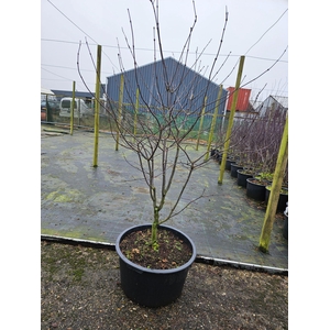 Acer palmatum Osakazuki
