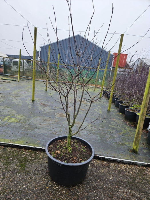 Acer palmatum Osakazuki