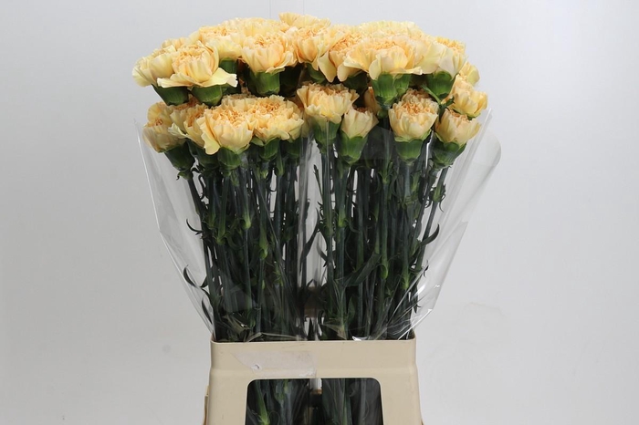 <h4>Dianthus St Crimea</h4>