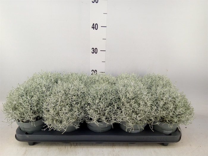 <h4>Leucophyta brownii</h4>