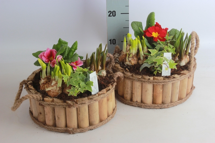 <h4>ARR TUINPLANTEN</h4>