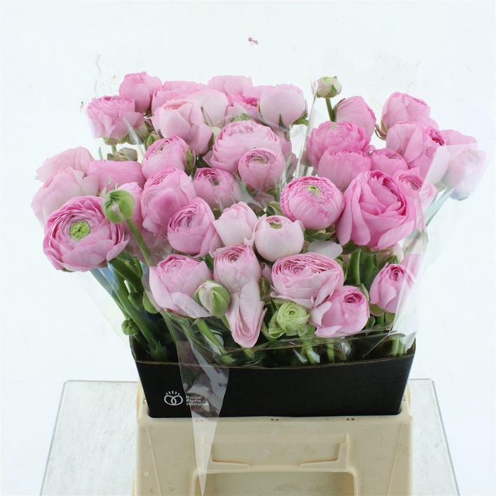 <h4>Ran Am Marshmallow N L</h4>