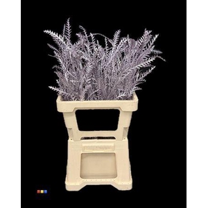 Grevillea Ivanhoe Metallic Light Purple