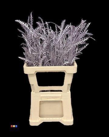 <h4>Grevillea Ivanhoe Metallic Light Purple</h4>