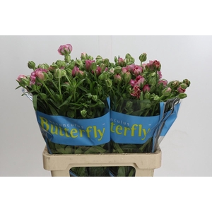 Ranunculus Butterfly Jupiter