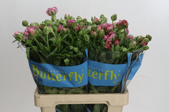 <h4>Ranunculus Butterfly Jupiter</h4>
