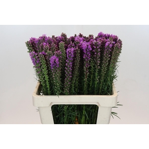 Liatris Spicata