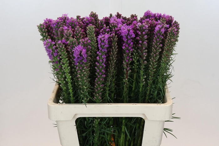 <h4>Liatris Spicata</h4>