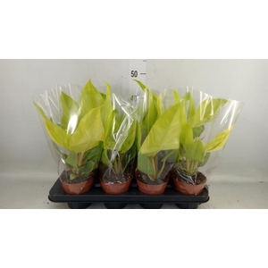 Philodendron   ...