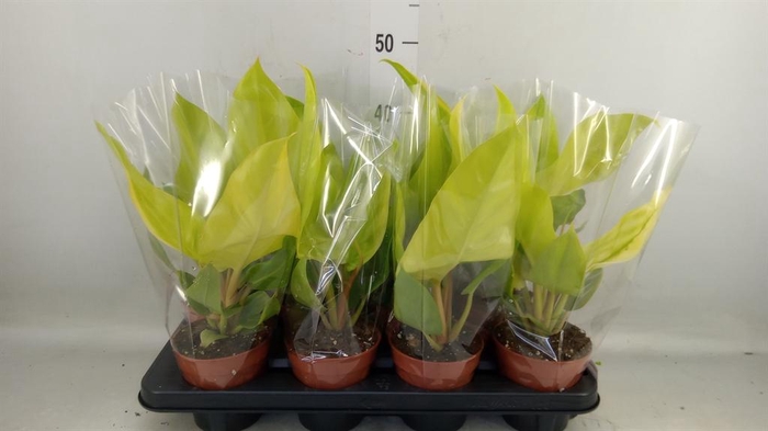 <h4>Philodendron   ...</h4>