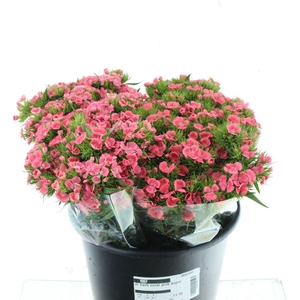 Di Barb Coral Pink Super