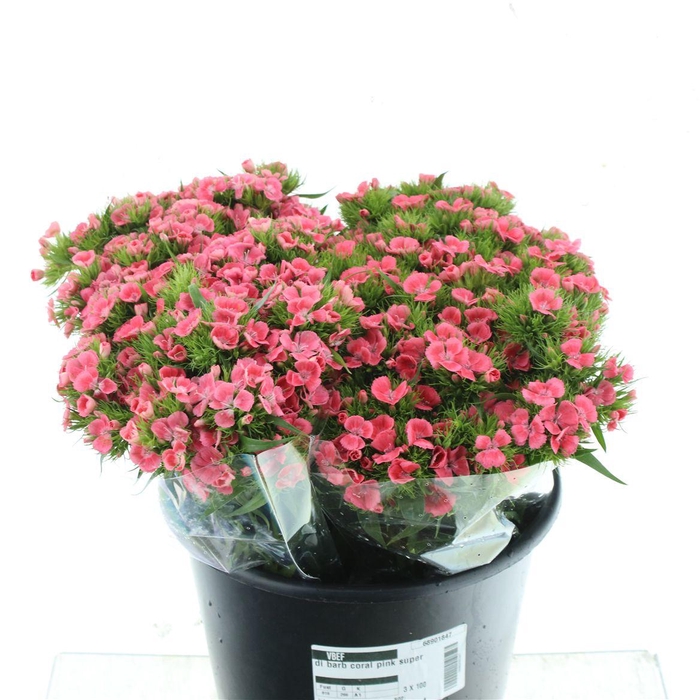 <h4>Di Barb Coral Pink Super</h4>