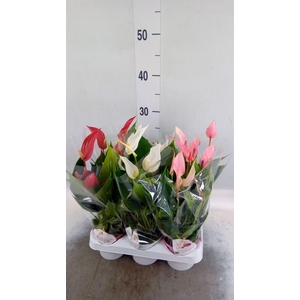 Anthurium   ...mix