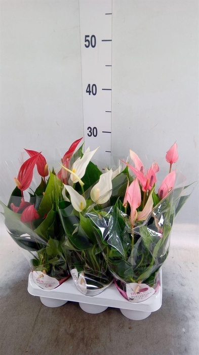 <h4>Anthurium   ...mix</h4>