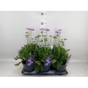 Scabiosa columb. 'Butterfly Blue'