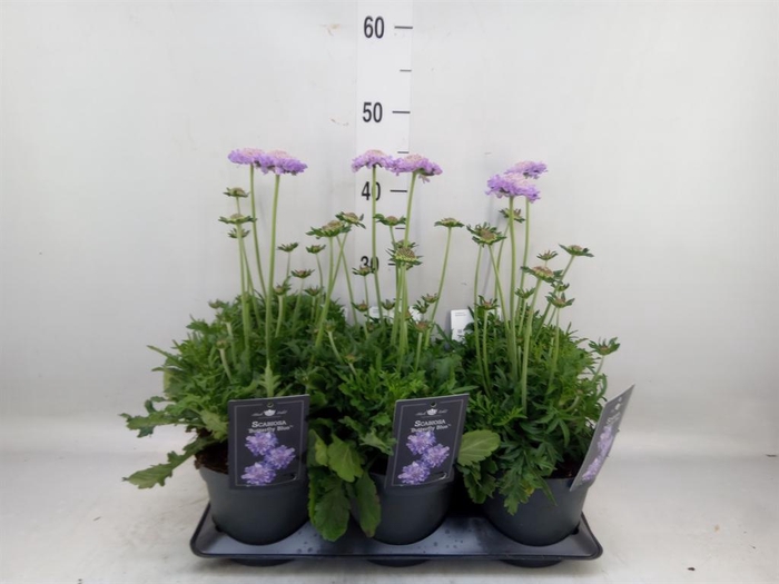 <h4>Scabiosa columb. 'Butterfly Blue'</h4>