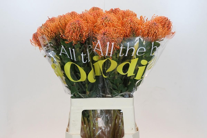 Nutans Ayoba Mandarin Zest