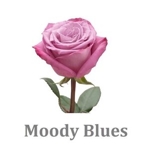 R Gr Moody Blues!