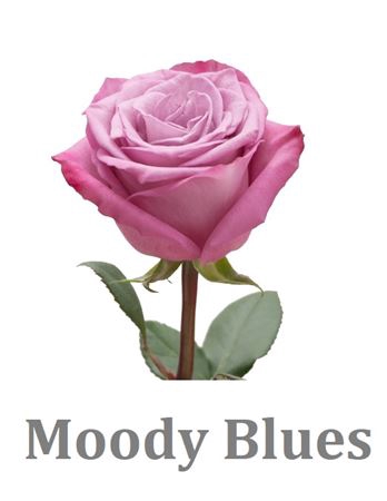 R Gr Moody Blues!
