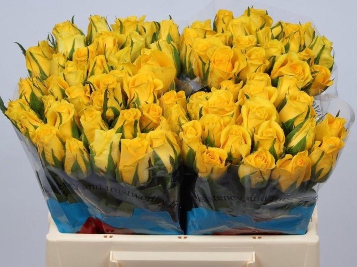 <h4>R GR MOONWALK</h4>