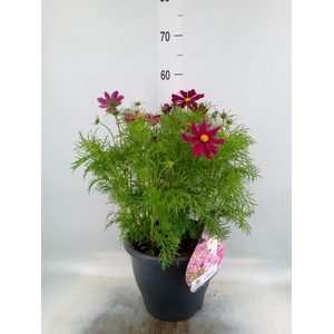 Cosmos bipinnatus 'Sonata Carmine'