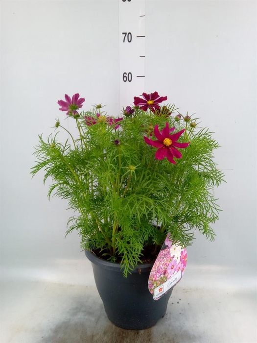 <h4>Cosmos bipinnatus 'Sonata Carmine'</h4>
