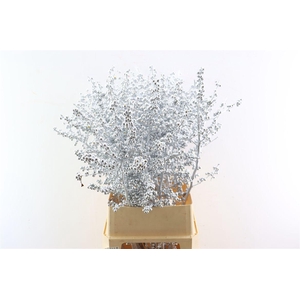 Ilex Klbh Silver Stem