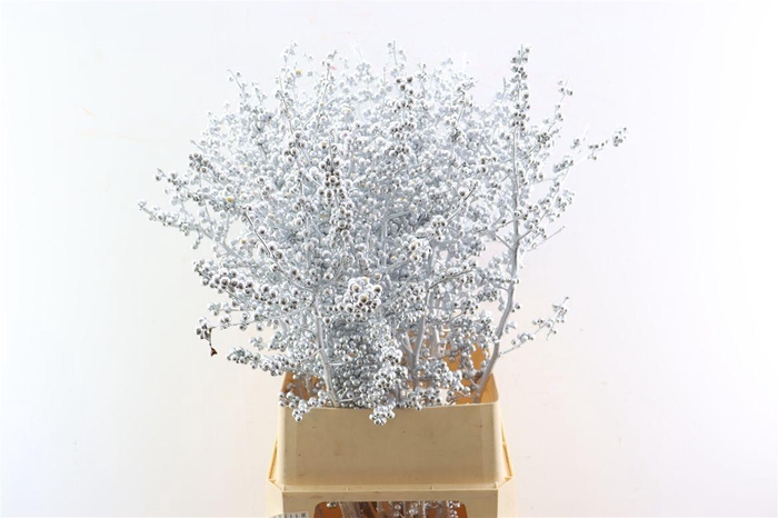 <h4>Ilex Klbh Silver Stem</h4>