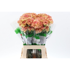 Di St Salamandra Box