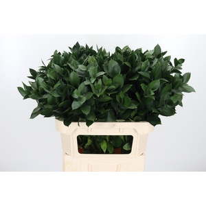 Ruscus