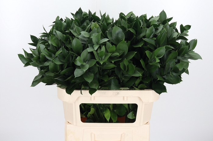<h4>Ruscus</h4>