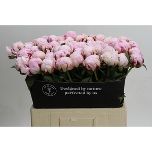 Paeonia Reine Hortense Xxl