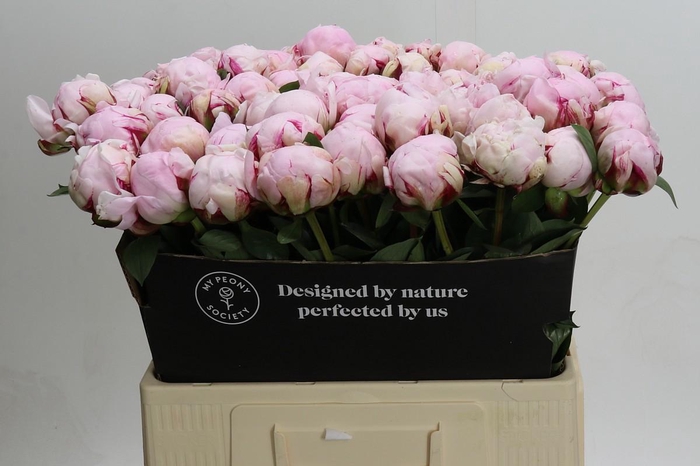 <h4>Paeonia Reine Hortense Xxl</h4>