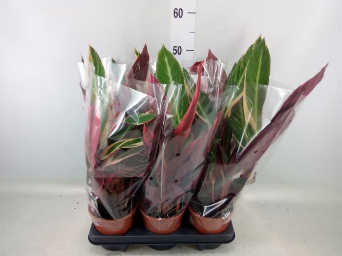 <h4>Calathea roseopicta 'Surprisestar'</h4>