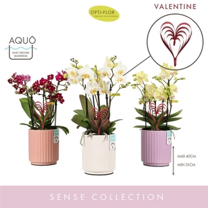 arr8 Phal Boquetto Mix 5 Spike In Ceramic Valentine