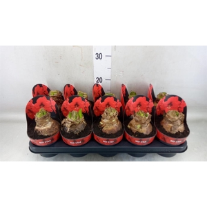 Hippeastrum GA 'Red Star'