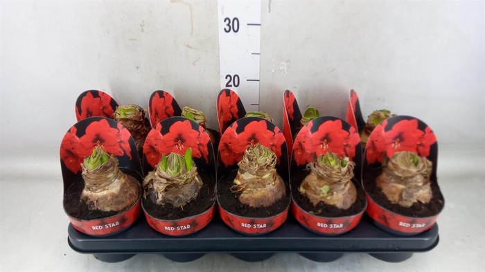 <h4>Hippeastrum GA 'Red Star'</h4>