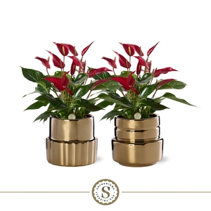 Oslo Gold Keramiek 12cm Roja