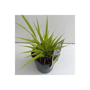 Hakonechloa macra 'Allgold'