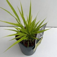 <h4>Hakonechloa macra 'Allgold'</h4>