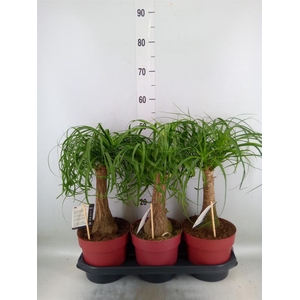 Beaucarnea recurvata