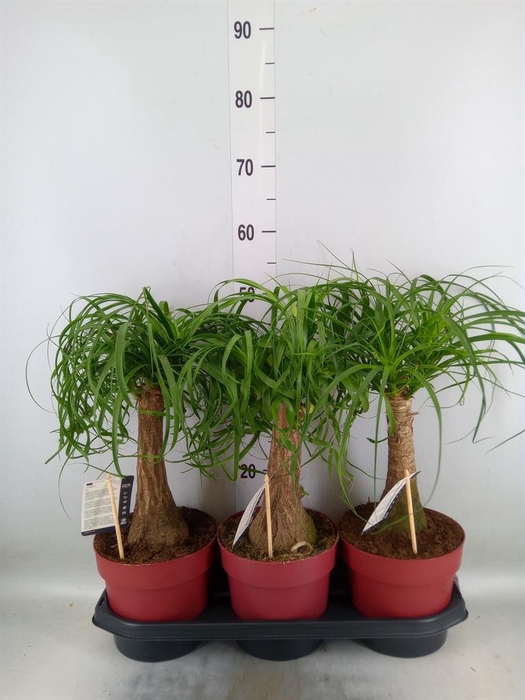 <h4>Beaucarnea recurvata</h4>