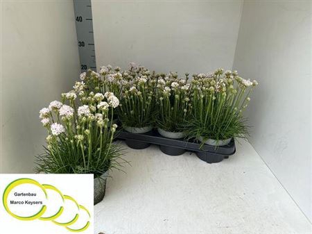 <h4>Armeria Maritima</h4>