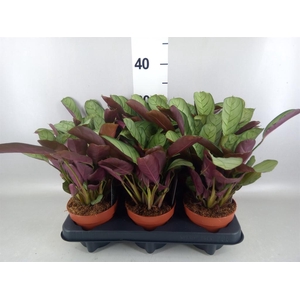 Ctenanthe burle-marxii 'Amagris'