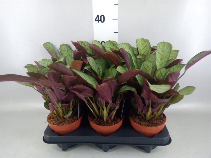<h4>Ctenanthe burle-marxii 'Amagris'</h4>