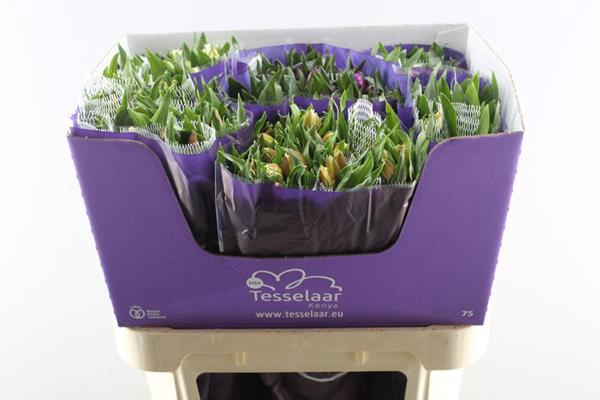 <h4>Alstr Gem In Fust</h4>